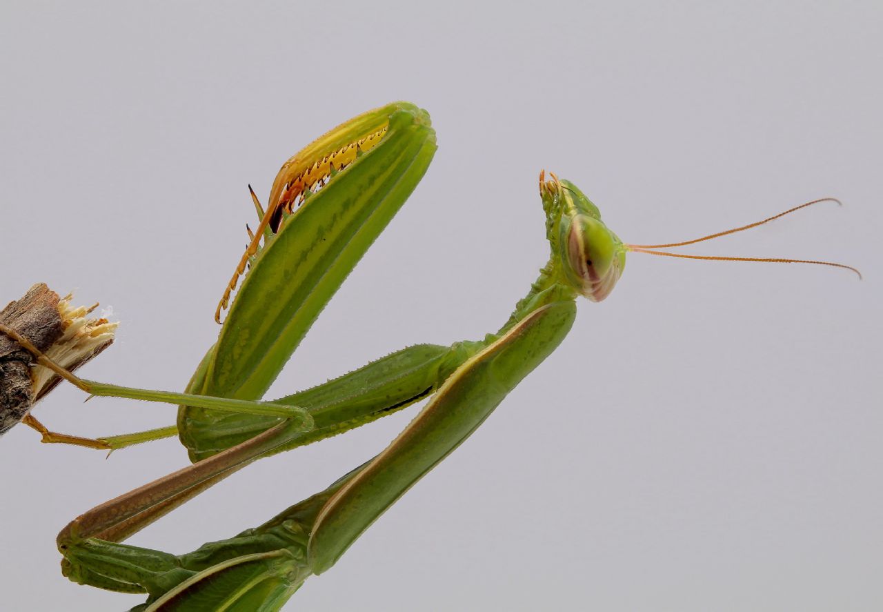 Mantidae - Mantis religiosa